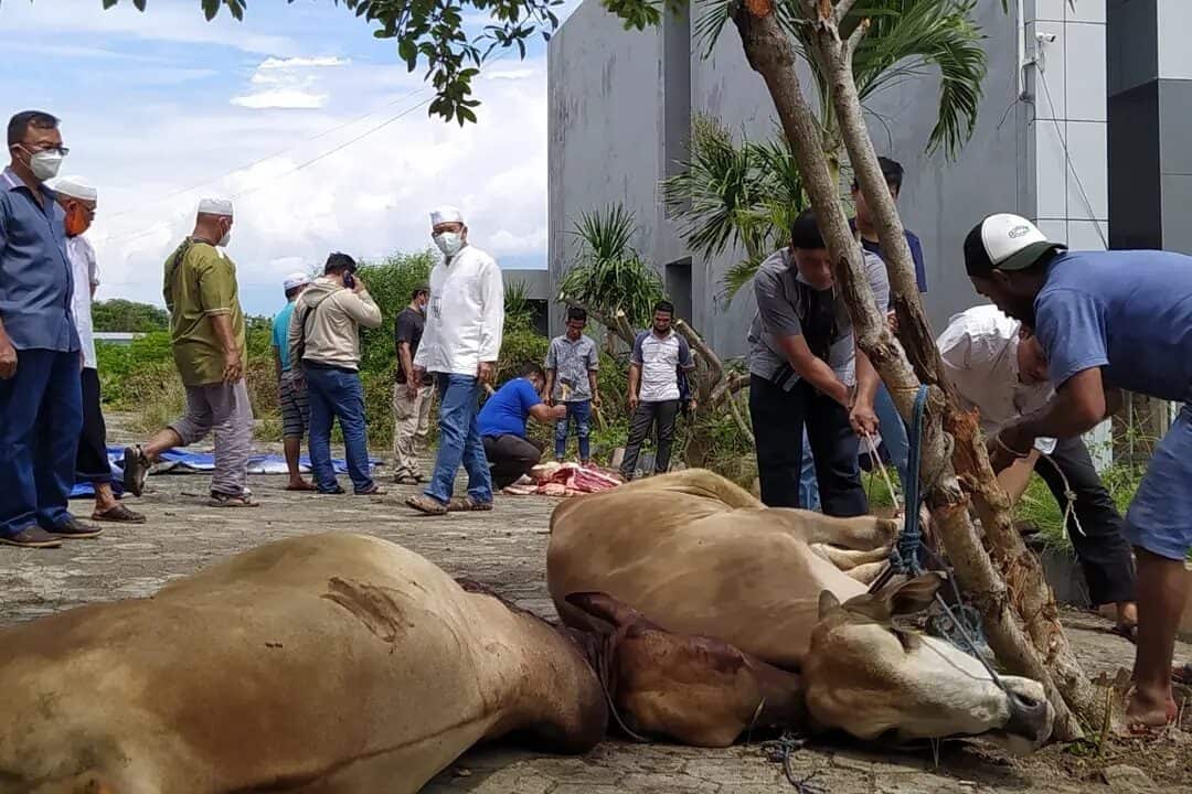 BNNP SULTENG MELAKSANAKAN PEMOTONGAN HEWAN QURBAN