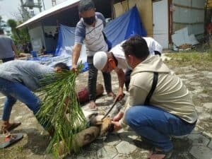 BNNP SULTENG MELAKSANAKAN PEMOTONGAN HEWAN QURBAN
